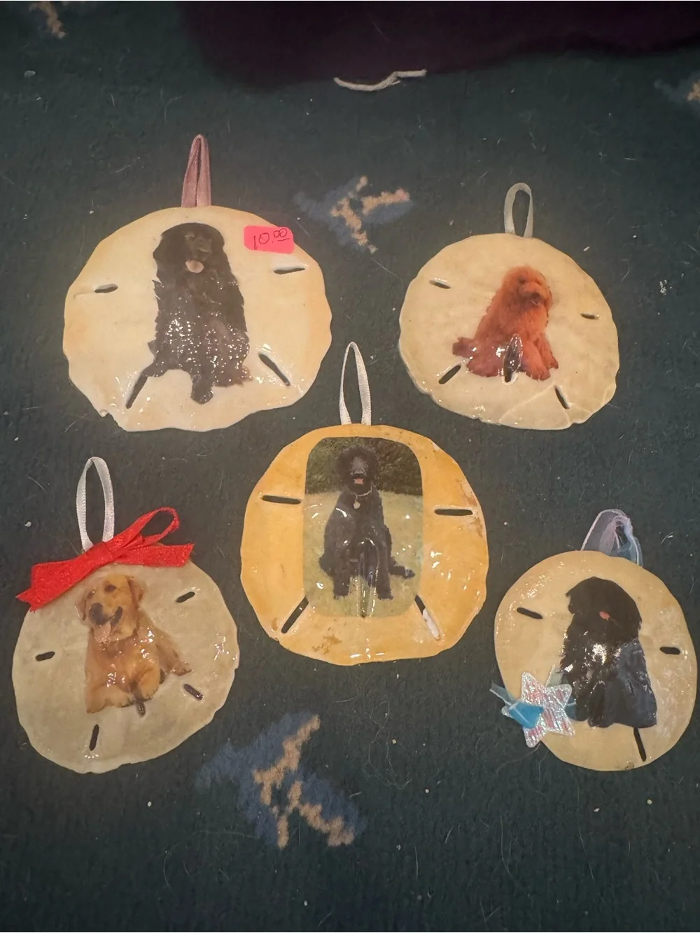 Handmade Dog real Sand Dollar Ornaments - Assorted Colors